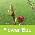 Bare Root Kanzan flower bud